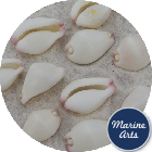 8346-P1 - Cowrie Shell - Little Egg - Project Pack